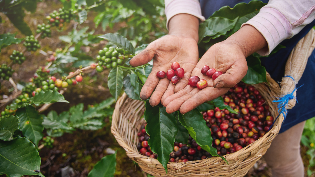 Why Specialty Coffee Matters: From Farm to Cup