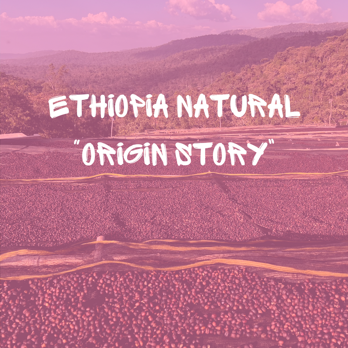 Origin Story - Ethiopia Natural