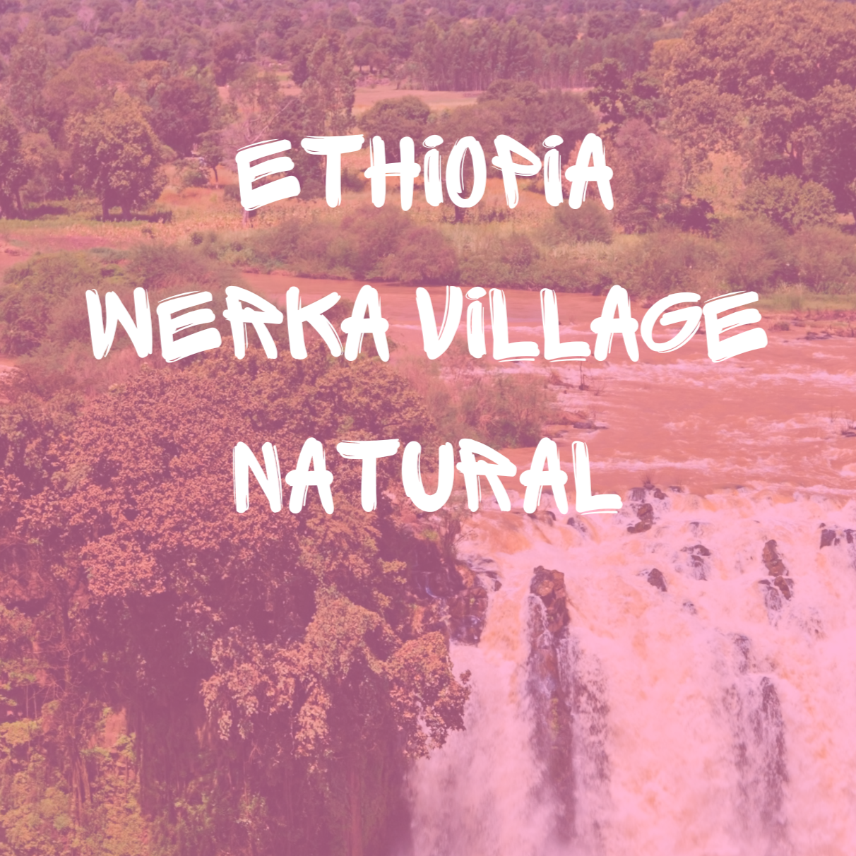 Ethiopia Werka Village Natural