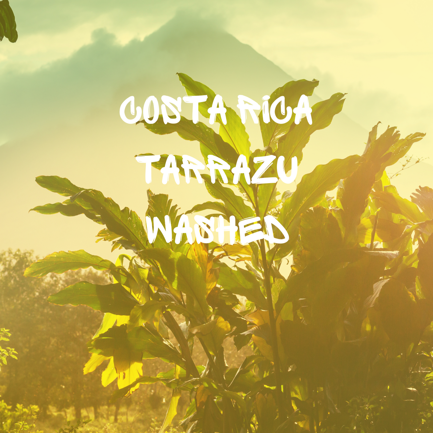 Costa Rica Tarrazu Washed