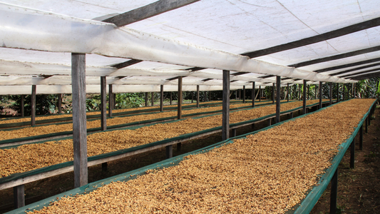 Why Coffee Costs More—and What We’re Doing About It!
