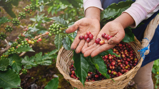 Why Specialty Coffee Matters: From Farm to Cup