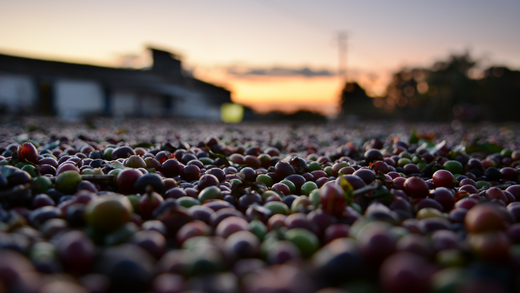 Feral Coffee: From the Source