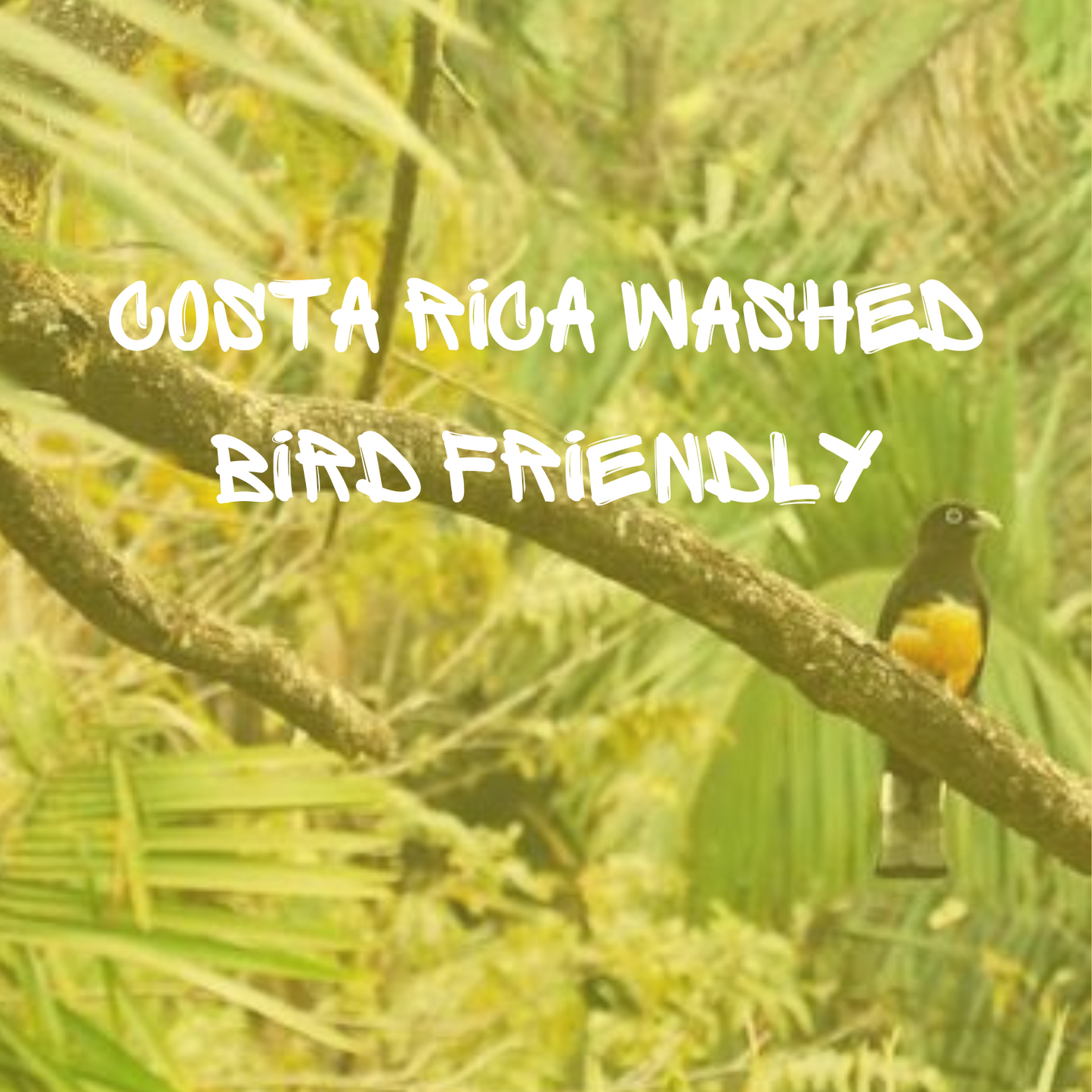Costa Rica Washed - Bird Friendly