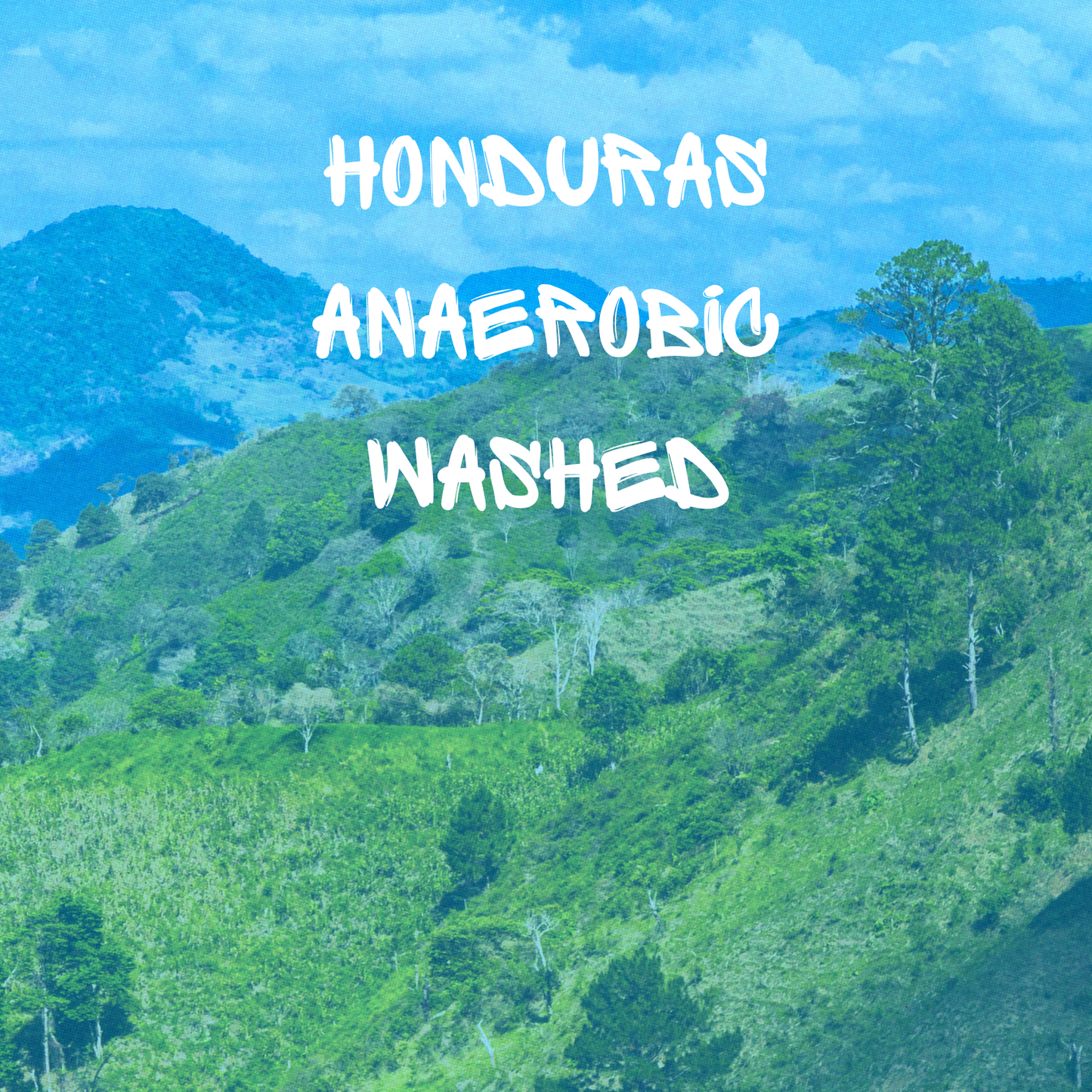 Honduras Anaerobic Washed